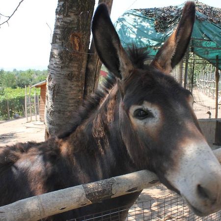 Agriturismo La Roccia Villa Vo ภายนอก รูปภาพ