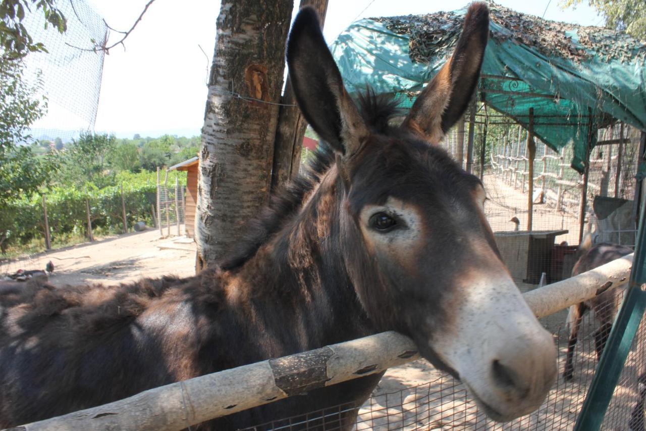 Agriturismo La Roccia Villa Vo ภายนอก รูปภาพ